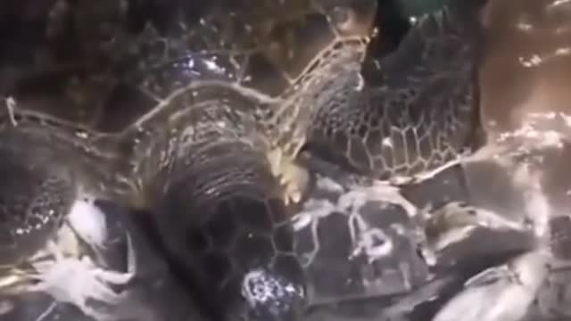 Fishing bycatch