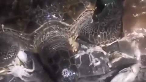 Fishing bycatch