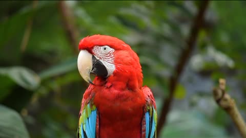 Amazing parrot 🦜🦜🦜🦜🦜🦜