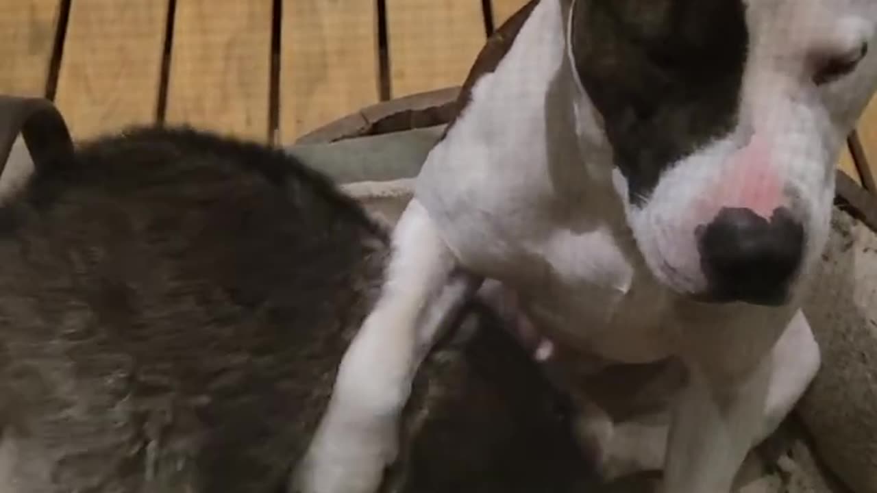 Raccoon Vs Pitbull