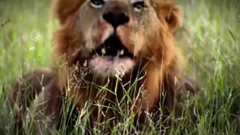 Would you be afraid if you saw a lion like this?