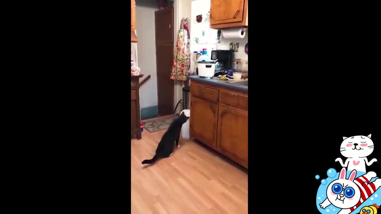 Cat and dog dancing