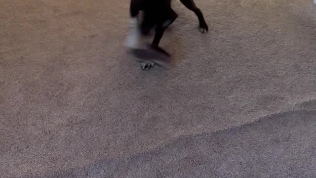 Ranger the Dog Takes Shoe into Tornado Mode