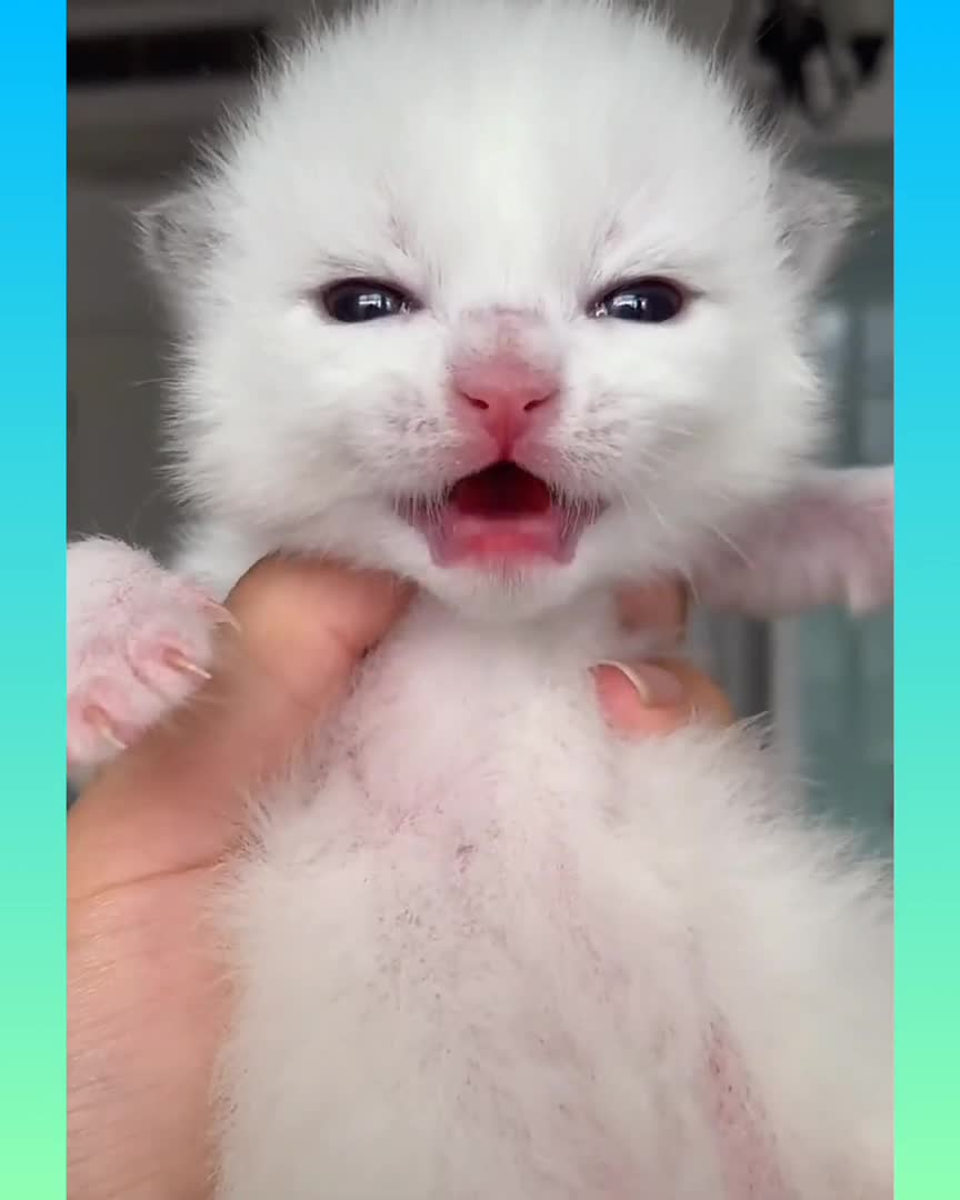 Kitty Rumble Cute kitty