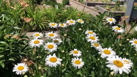 bees and shasta daisy