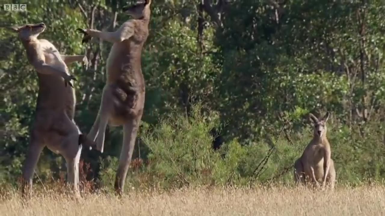 Real animal fighting