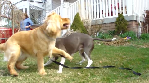 BEST FRIENDS FOREVER