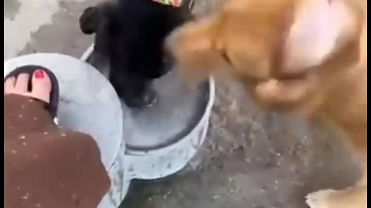 Full funny animal video 😂😂 || animal comedy video