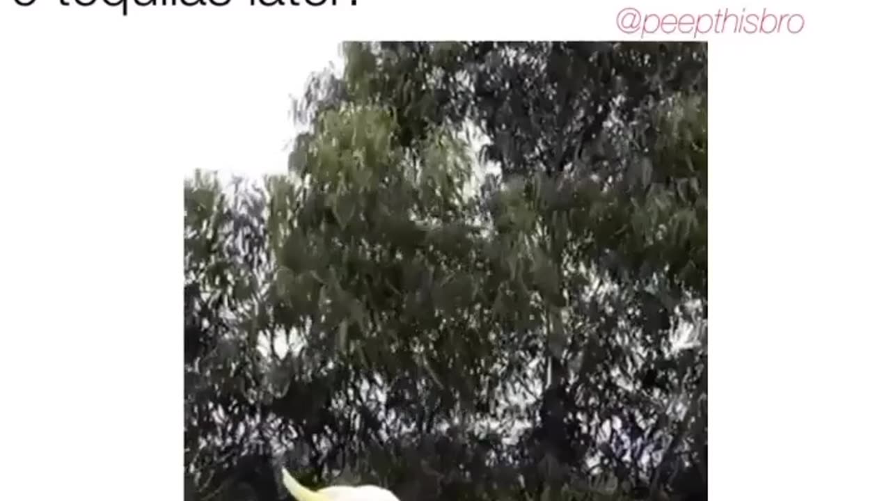 Relatable Bird