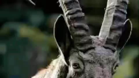 PAKISTANI PROUD THE LEGEND OF MOUNTAIN MARKHOR ||BEAUTI OF NATURE MARKHOR