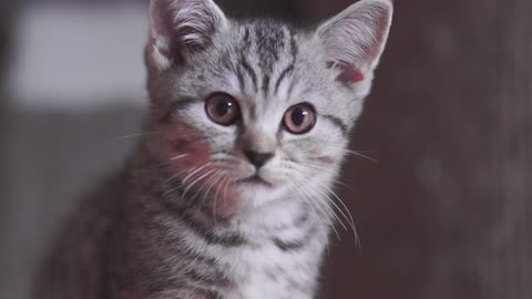 Cute Cat