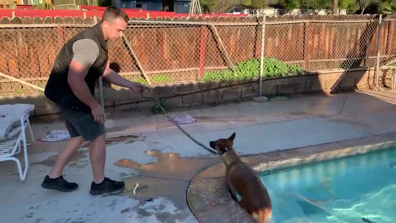 My Dog Rents a Swimming Pool