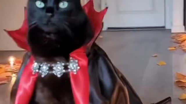 A black cat dressed as a vampire, dignified and cool.