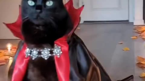 A black cat dressed as a vampire, dignified and cool.