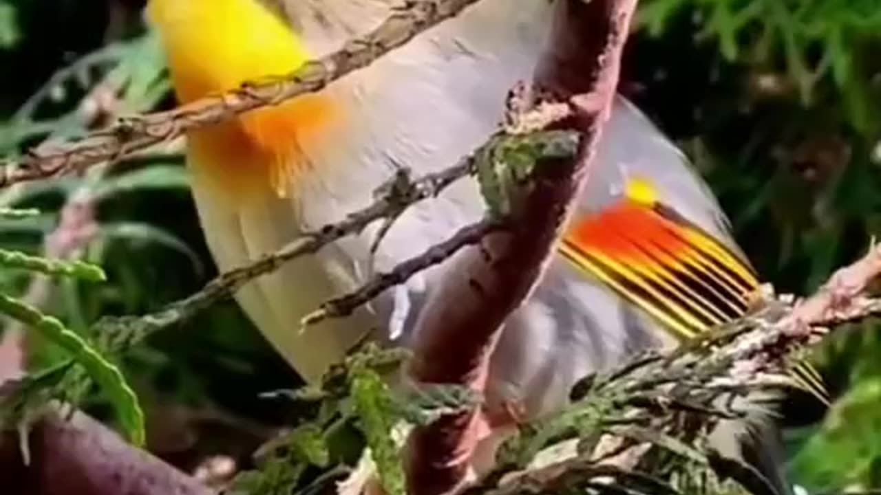 Cute Beautiful Birds 😍 Part-03