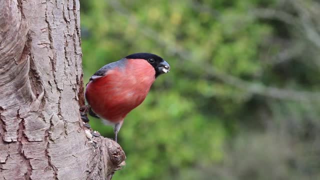 abah How beautiful this bird is and how beautiful its sound in the morning