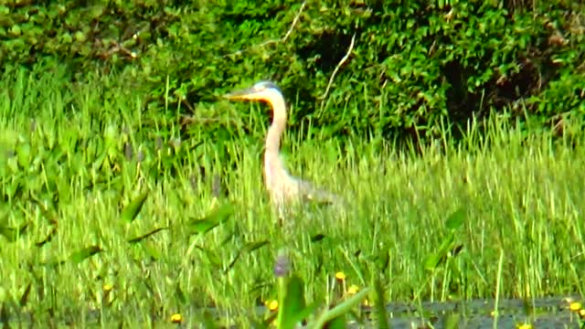 Great Blue Heron