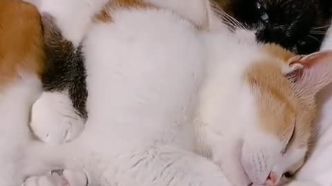 Lovely cats videos