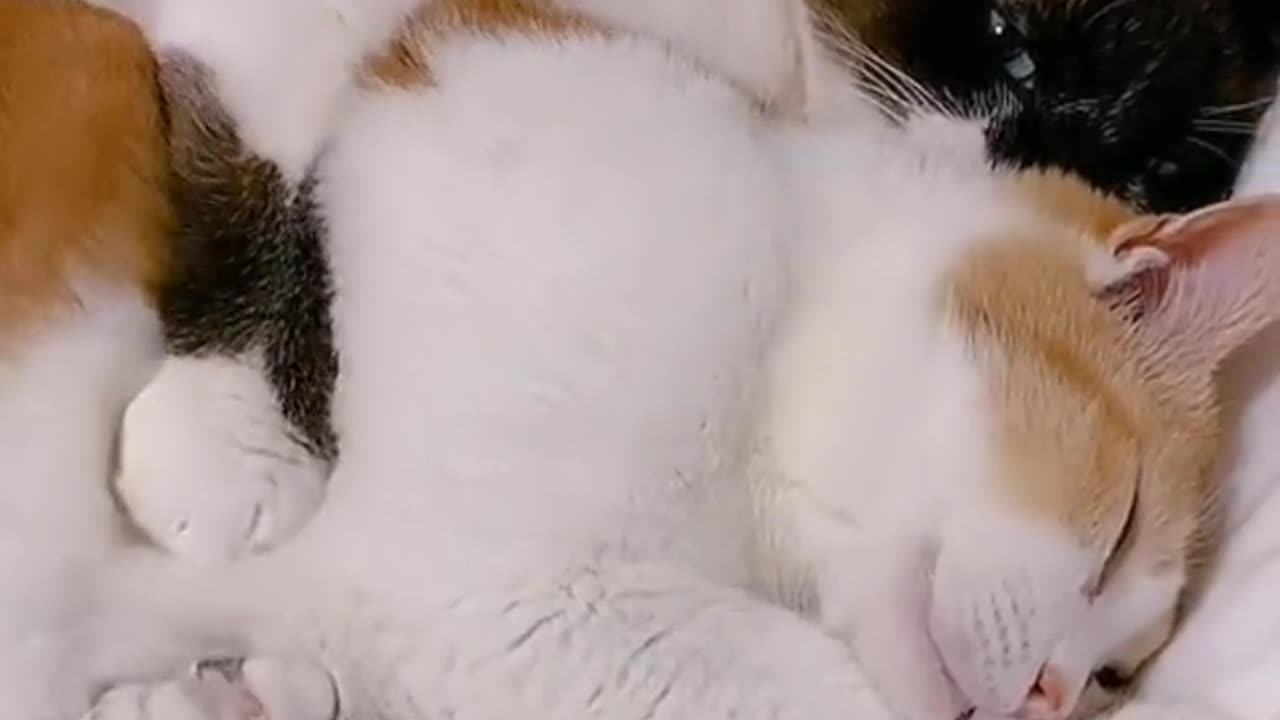 Lovely cats videos