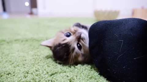 Kittens who are well-behaved are so cute