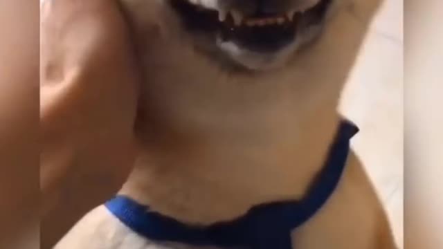 The dog couldn't stop laughing