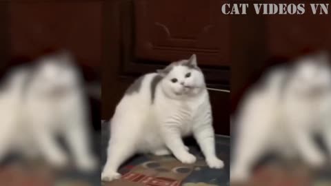 Funny Cat video 😂🤣Uk