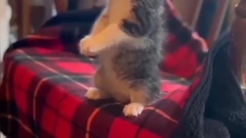 Funny animal