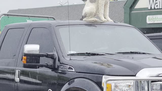 Is the Dog on Top of the Truck a Statue or Real?