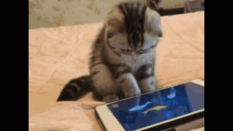 Gif video of cat playing with cell phone