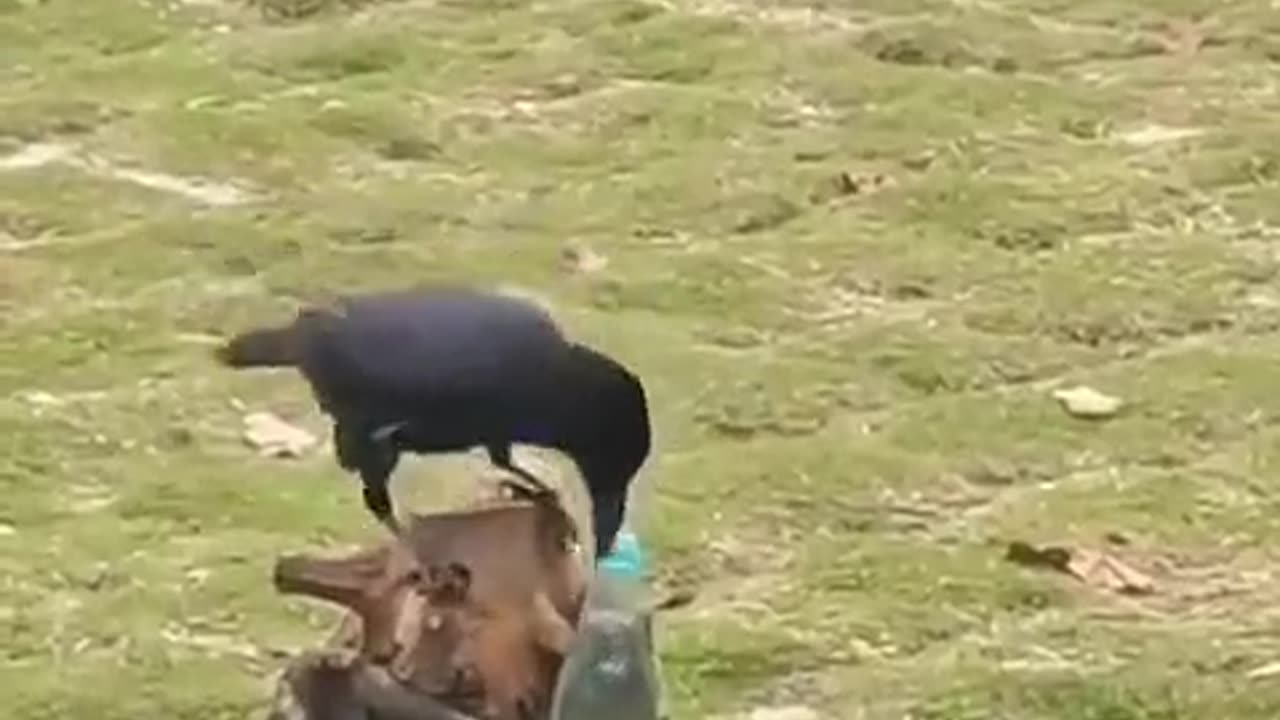 Thirsty crow