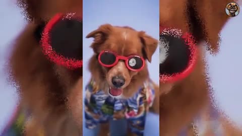 Funny and cute animal Videos ti make your day🤣😂🤣