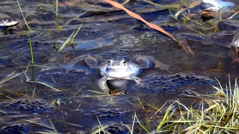 Frog - 51188