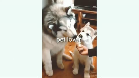 Funniest animal video, dog lover