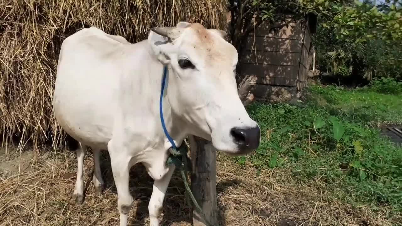 Cow Mooing In A Rural Village Area _ Eight Cow Voice Sound Once By Once In Our Village