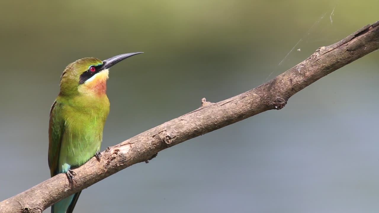 Beautiful Blue Tailed Bee Eater