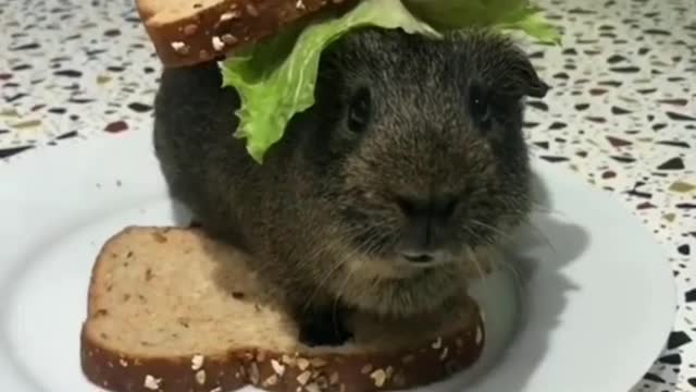 Funny animal video #Funny shorts