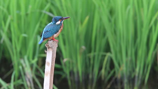 A very beautiful bird, blue in color with some white dots