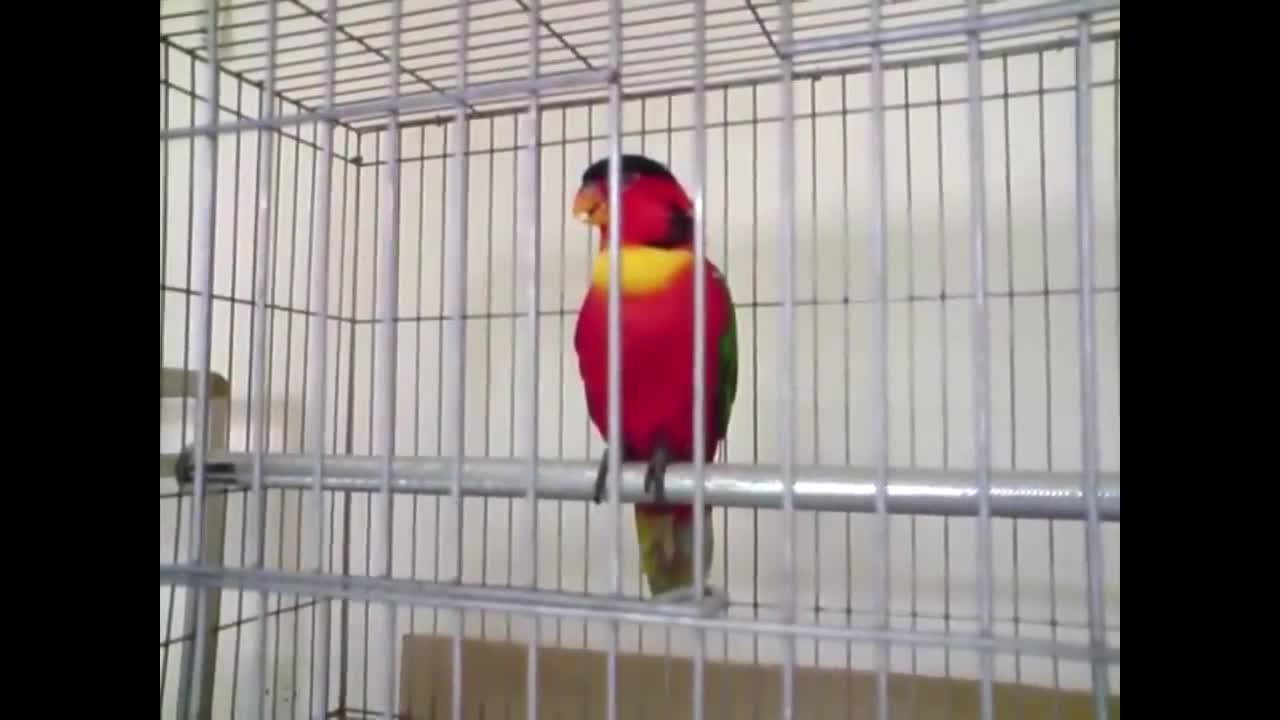 5 Funny Talking Parrots creepy and coolp9