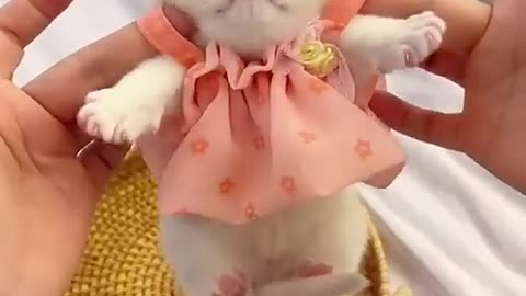 #Funny cat