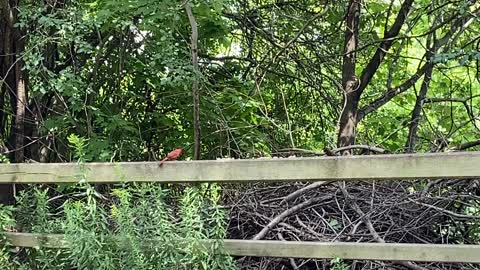 Cardinal decided to hang around