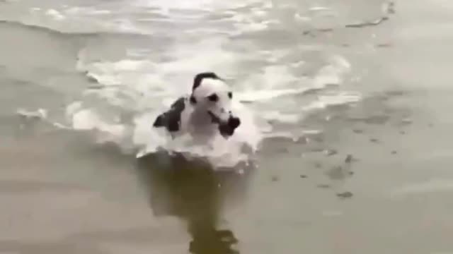 Dog's dancing fun in the sea #shorts #viral #shortsvideo #video