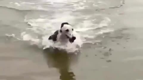 Dog's dancing fun in the sea #shorts #viral #shortsvideo #video