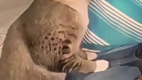 Funny video animals #funnyvideos #funny #funnyanimals #fyp #😂😂😂