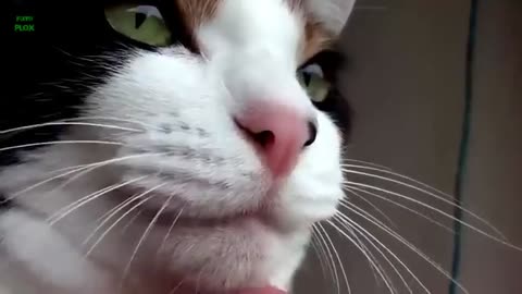 Funny cat videos