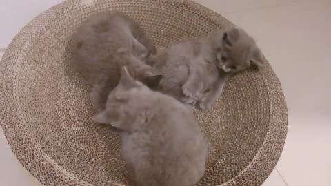 FUNNY CAT