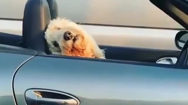 The dog is in the car