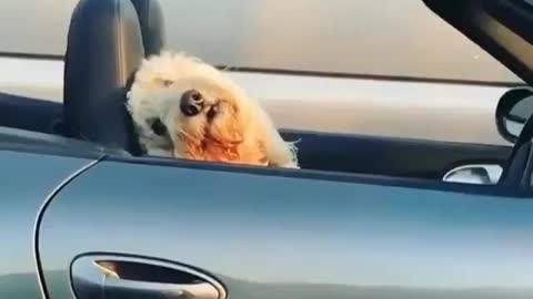 The dog is in the car