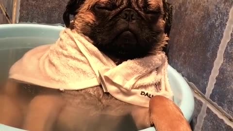 Pug Simply Relaxing!