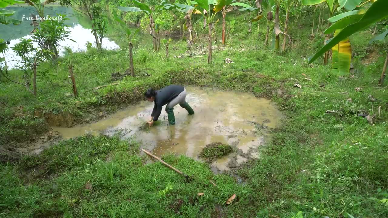 How To Grow Water Spinach, Catch Snails Under Pond, Snails Cook With Sour Bamboo Shoots | Ep98