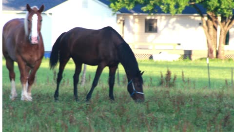 country Living